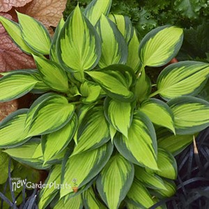 Hosta 'June Spirit'