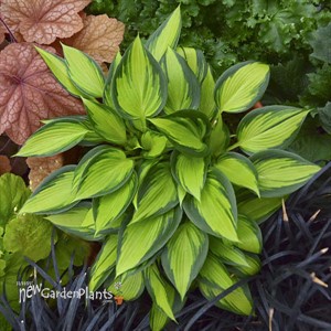 Hosta 'June Spirit'