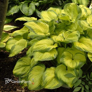 Hosta 'Old Glory'