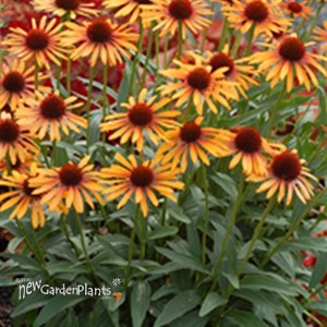 'Flame Thrower' ppaf