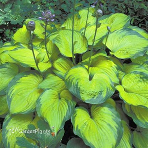 Hosta 'Old Glory'