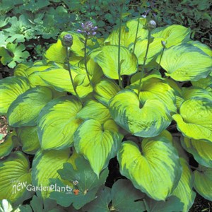 Hosta 'Old Glory'