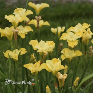 Iris sibirica 'Sunfisher'