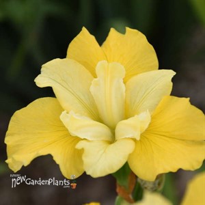 Iris sibirica 'Sunfisher'