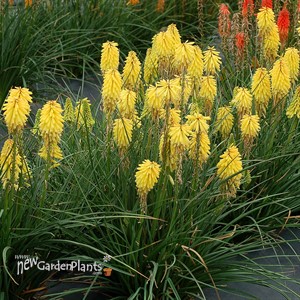 Kniphofia POCO™ ‘Yellow’