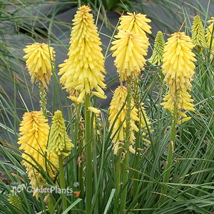Kniphofia POCO™ ‘Yellow’