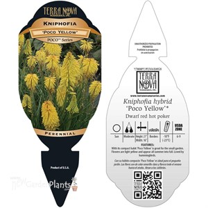 Kniphofia POCO™ ‘Yellow’