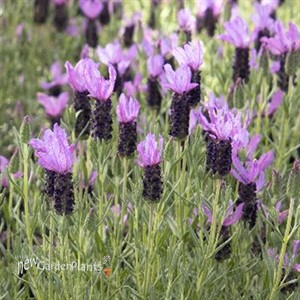 Blueberry Ruffles Spanish Lavender