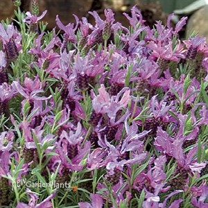 Blueberry Ruffles Spanish Lavender