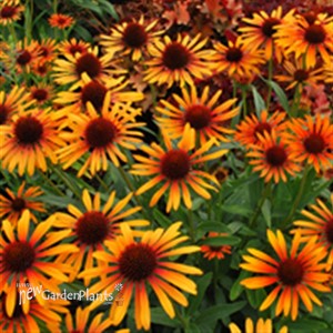 'Flame Thrower' ppaf