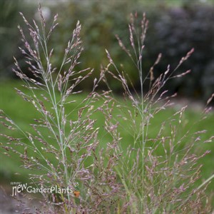 Panicum v. 'Gunsmoke' 