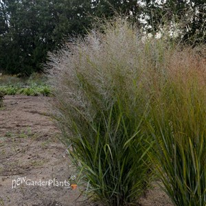 Panicum v. 'Gunsmoke' 