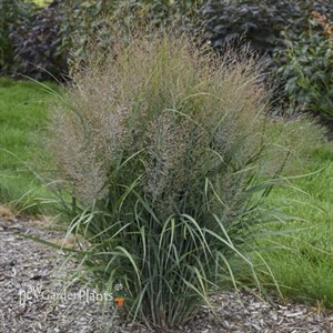 Panicum v. 'Gunsmoke' 