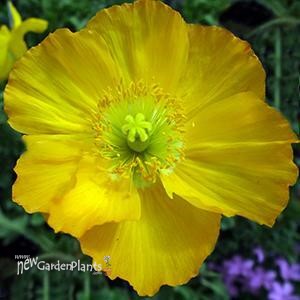 Papaver n. 'Champagne Bubbles Yellow