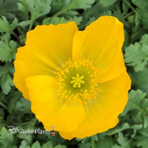 Papaver n. 'Champagne Bubbles Yellow