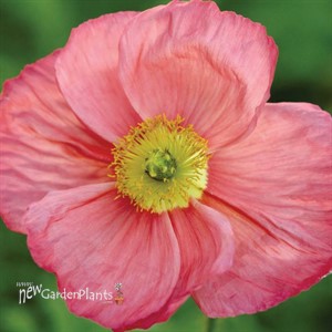 Papaver n. 'Champagne Bubbles Pink'