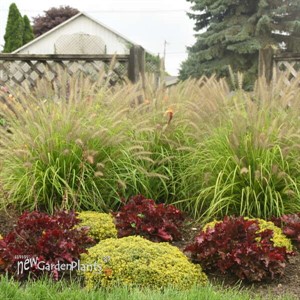 Pennisetum a. 'Lemon Squeeze' PPAF