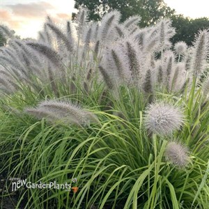 Pennisetum a. 'Lemon Squeeze' PPAF