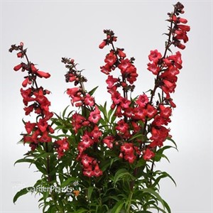 Penstemon hybrida 'Cherry Sparks' Beardtongue