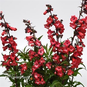 Penstemon hybrida 'Cherry Sparks' Beardtongue