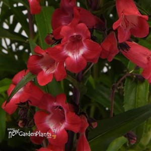 Penstemon hybrida 'Cherry Sparks' Beardtongue