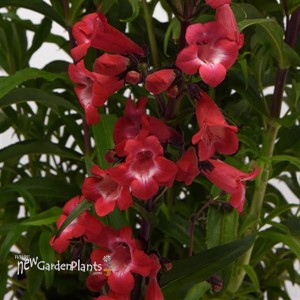 Penstemon hybrida 'Cherry Sparks' Beardtongue