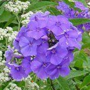Phlox p. Blue Paradise Garden Phlox