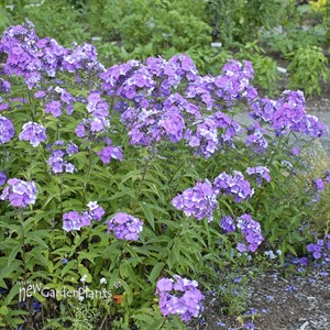 Phlox p. Blue Paradise Garden Phlox