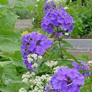 Phlox p. Blue Paradise Garden Phlox