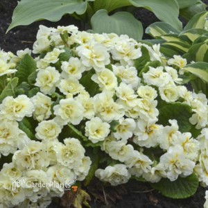 Primula v. BELARINA CREAM BELARINA Series