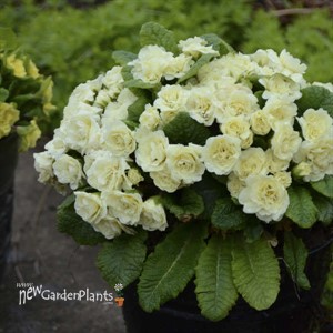 Primula v. BELARINA CREAM BELARINA Series