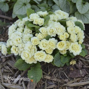 Primula v. BELARINA CREAM BELARINA Series