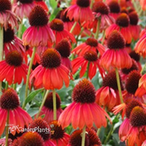 'Firebird' Coneflower
