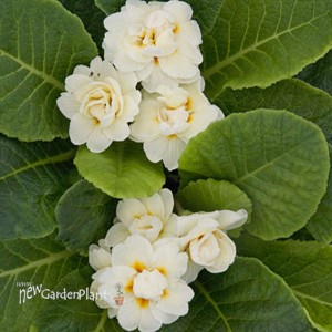 Primula v. BELARINA CREAM BELARINA Series