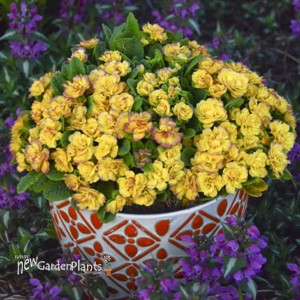 Primula v. BELARINA 'NECTARINE' BELARINA Series