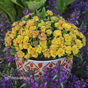 Primula v. BELARINA 'NECTARINE' BELARINA Series