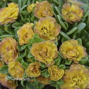 Primula v. BELARINA 'NECTARINE' BELARINA Series