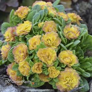 Primula v. BELARINA 'NECTARINE' BELARINA Series