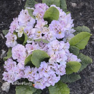 Primula v. BELARINA PINK ICE 
