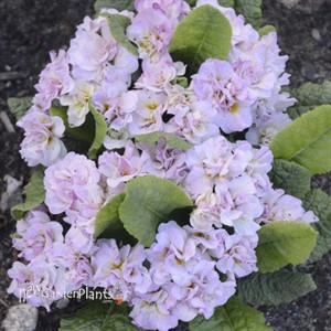 Primula v. BELARINA PINK ICE 