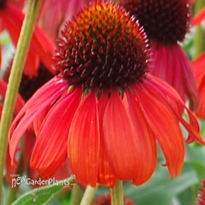 'Firebird' Coneflower
