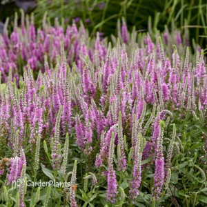 Veronica 'Pink Potion' MAGIC SHOW Collection