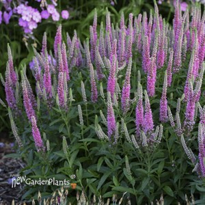 Veronica 'Pink Potion' MAGIC SHOW Collection