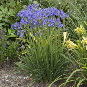 Agapanthus 'Little Galaxy' PPAF Galaxy Collection