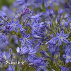 Agapanthus 'Little Galaxy' PPAF Galaxy Collection