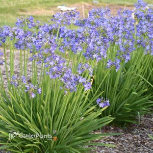 Agapanthus 'Little Galaxy' PPAF Galaxy Collection