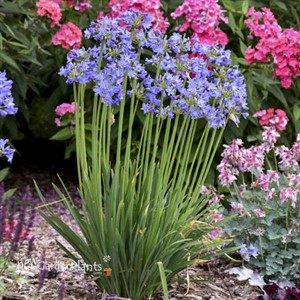 Agapanthus 'Little Galaxy' PPAF Galaxy Collection