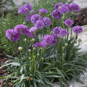 Armeria p. 'Ballerina Lilac'