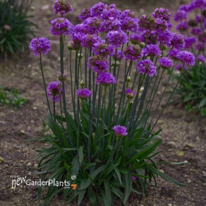 Armeria p. 'Ballerina Lilac'