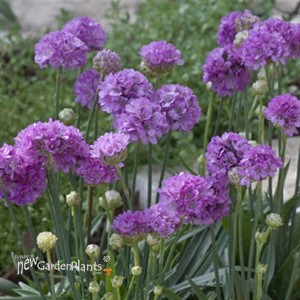 Armeria p. 'Ballerina Lilac'